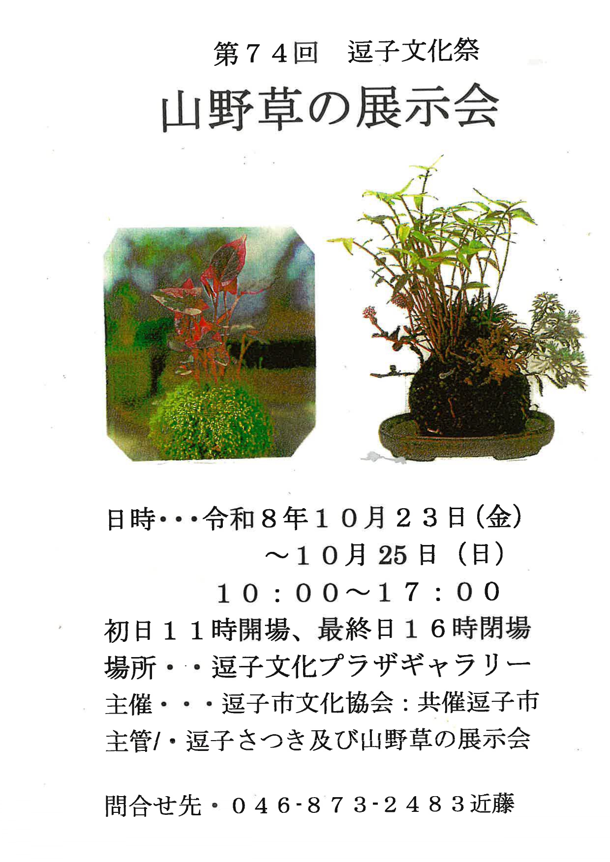 第74回 逗子文化祭　山野草の展示会